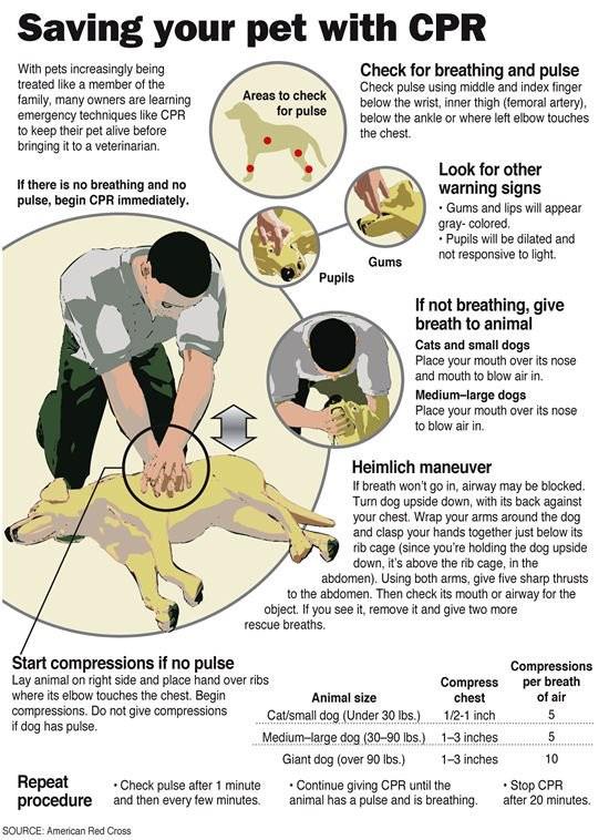 CPR for Dogs
