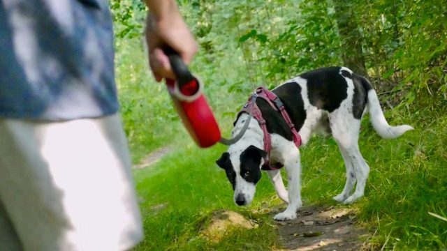 Flexi Leash