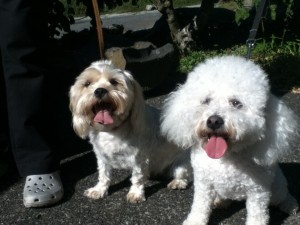 Mitsy & Bijou