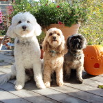 3 cute dogs
