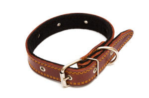 Flat Dog Collar