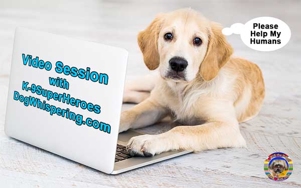 Book Your Online Video or 1-on-1 Dog Training Session Today