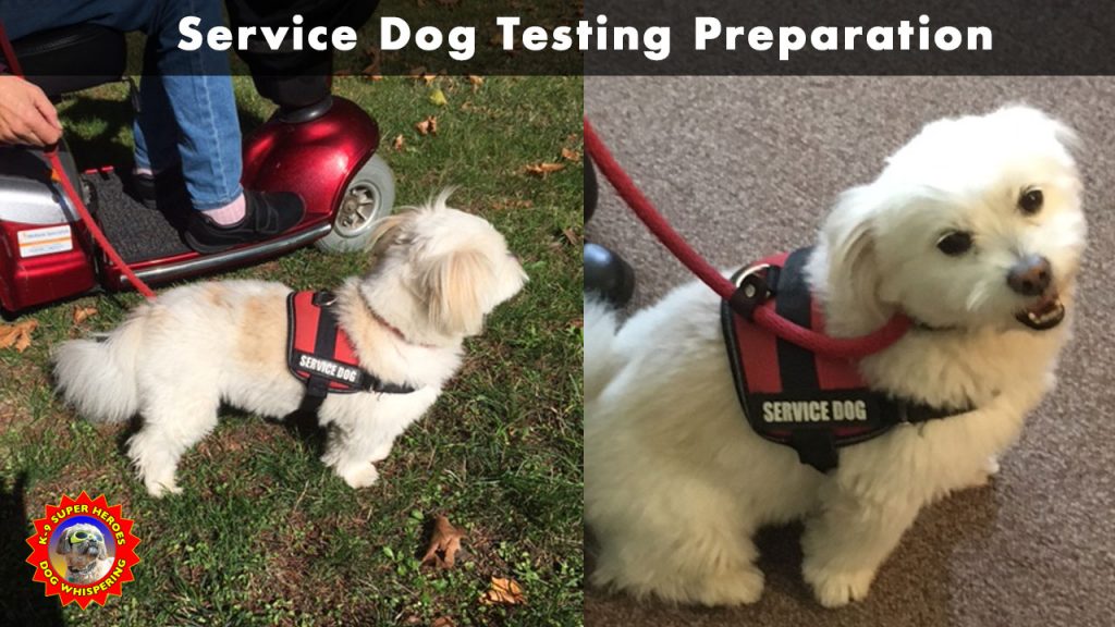 Service Dog Testing Preparation