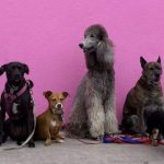 Dog Socialization and Dog Training Tips