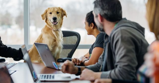 Dog in the workplace and office.