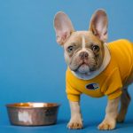 Is Your Dog a Picky Eater?