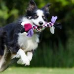 The Role of Exercising Your Dog
