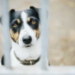 Dog Stress and Anxiety Management