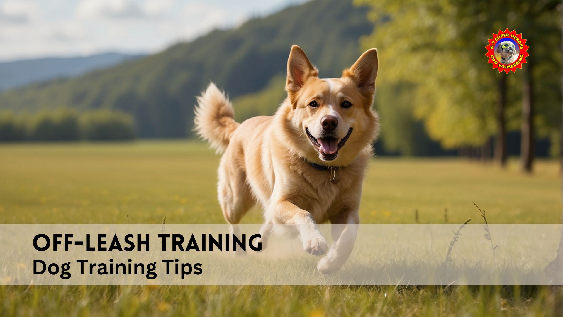 Off Leash Training Dog Training Tips