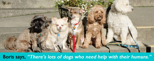 K-9 Super Heroes Dog Whispering for Dog & Puppy Training 10 There's lots of dogs who need help with their humans.