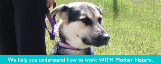 K-9 Super Heroes Dog Whispering for Dog & Puppy Training 11 There's lots of dogs who need help with their humans.