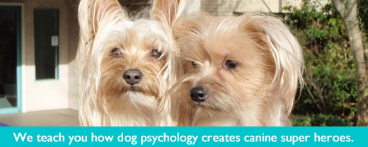 K-9 Super Heroes Dog Whispering for Dog & Puppy Training 12 There's lots of dogs who need help with their humans.