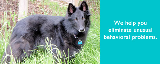 K-9 Super Heroes Dog Whispering for Dog & Puppy Training 13 There's lots of dogs who need help with their humans.