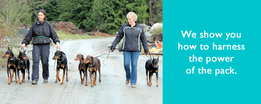 K-9 Super Heroes Dog Whispering for Dog & Puppy Training 14 There's lots of dogs who need help with their humans.