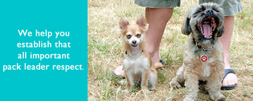 K-9 Super Heroes Dog Whispering for Dog & Puppy Training 15 There's lots of dogs who need help with their humans.