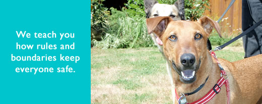 K-9 Super Heroes Dog Whispering for Dog & Puppy Training 16 There's lots of dogs who need help with their humans.