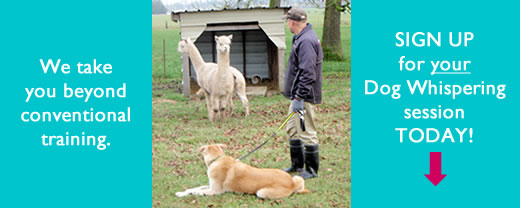 K-9 Super Heroes Dog Whispering for Dog & Puppy Training 17 There's lots of dogs who need help with their humans.